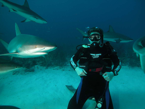 Shark Diving in Bahamas