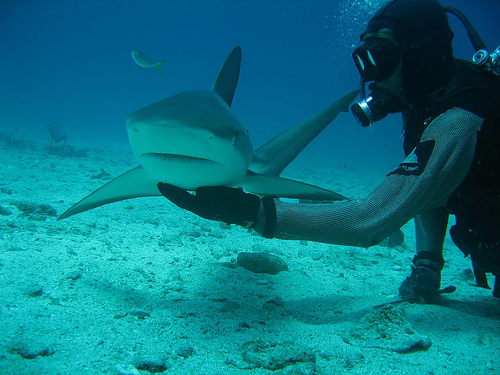 puping a shark
