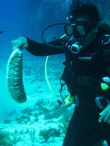 Furry Sea Cucumber